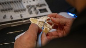 An attendee places a zygomatic implant in a dry hands-on model.